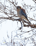 American Kestral 1603